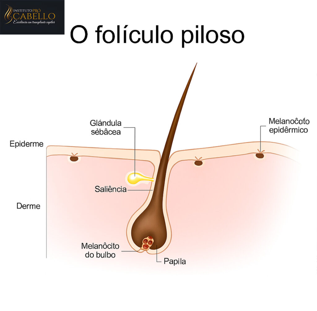 Estrutura detalhada do folículo piloso mostrando todas suas partes: epiderme, derme, glândula sebácea, papila dérmica e melanócitos